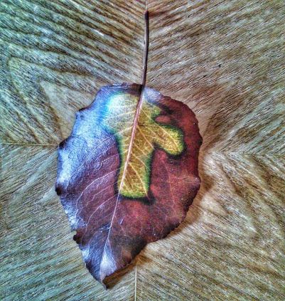 the cross in a leaf