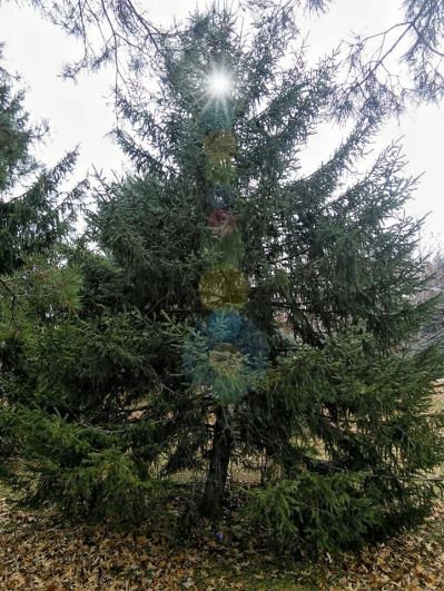 tree of the season