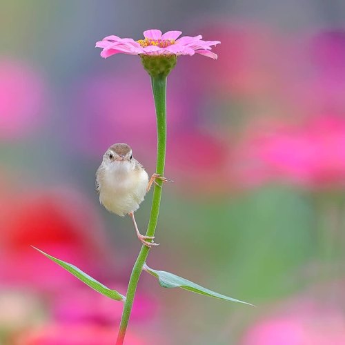 little sparrow on pink flower